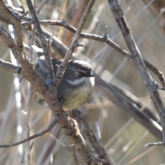 Sericornis frontalis (White-browed Scrubwren) at Molonglo River Reserve - 16 Jul 2023 by Steve_Bok