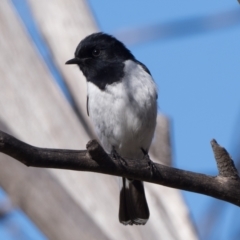 Melanodryas cucullata (Hooded Robin) at Namadgi National Park - 16 Jul 2023 by patrickcox