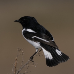 Melanodryas cucullata cucullata (Hooded Robin) at Rendezvous Creek, ACT - 16 Jul 2023 by patrickcox