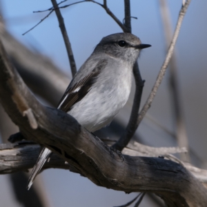 Melanodryas cucullata cucullata at Rendezvous Creek, ACT - suppressed