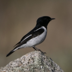 Melanodryas cucullata cucullata at Rendezvous Creek, ACT - suppressed