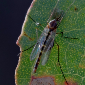 Chironomidae (family) at Higgins, ACT - 1 Jul 2023