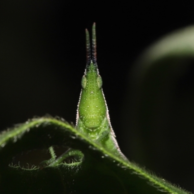 Unidentified Grasshopper (several families) at Ormiston, QLD - 15 Jul 2023 by TimL