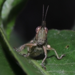  at Ormiston, QLD - 15 Jul 2023 by TimL