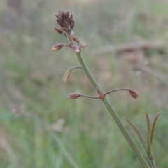 Grona varians (Slender Tick-Trefoil) at Bowning, NSW - 11 Dec 2022 by MichaelBedingfield