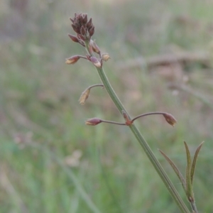 Grona varians at Bowning, NSW - 11 Dec 2022