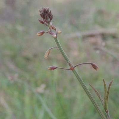 Grona varians (Slender Tick-Trefoil) at Bowning, NSW - 11 Dec 2022 by MichaelBedingfield