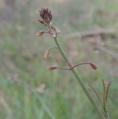 Grona varians (Slender Tick-Trefoil) at Bowning, NSW - 11 Dec 2022 by michaelb