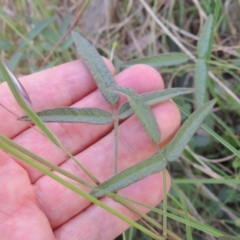 Grona varians at Bowning, NSW - 11 Dec 2022