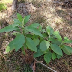 Solanum mauritianum (Wild Tobacco Tree) at Isaacs, ACT - 19 Jul 2023 by Mike