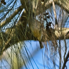 Acanthiza pusilla (Brown Thornbill) at Higgins Woodland - 19 Jul 2023 by MichaelWenke