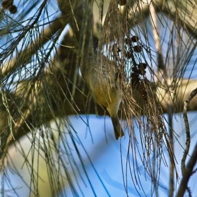 Acanthiza pusilla (Brown Thornbill) at Higgins, ACT - 19 Jul 2023 by Trevor