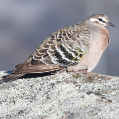 Phaps chalcoptera (Common Bronzewing) at Molonglo Valley, ACT - 18 Jul 2023 by JohnBundock