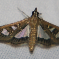 Glyphodes microta (A Crambid moth) at Sheldon, QLD - 28 Mar 2007 by PJH123
