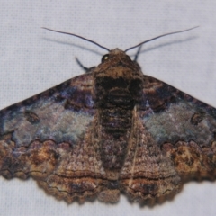 Pericyma cruegeri (Poinciana Looper, Erebinae) at Sheldon, QLD - 28 Mar 2007 by PJH123