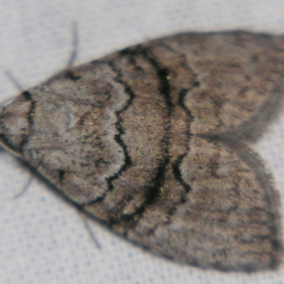 Uraba lugens (Gumleaf Skeletonizer) at Sheldon, QLD - 28 Mar 2007 by PJH123