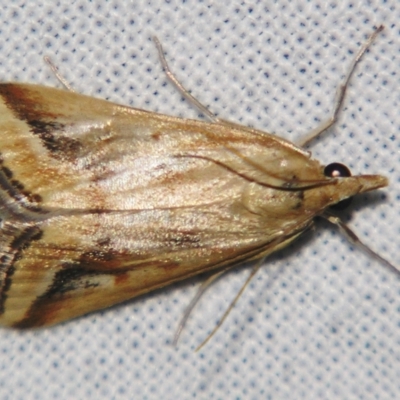 Achyra massalis (Ombava) at Sheldon, QLD - 30 Mar 2007 by PJH123