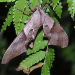 Coequosa australasiae (Double Headed Hawk Moth) at Sheldon, QLD - 30 Mar 2007 by PJH123