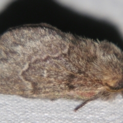 Pernattia pusilla (She-Oak Moth) at Sheldon, QLD - 30 Mar 2007 by PJH123