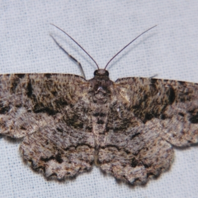 Unplaced externaria (Mahogany Bark Moth (formerly Hypomecis externaria)) at Sheldon, QLD - 30 Mar 2007 by PJH123