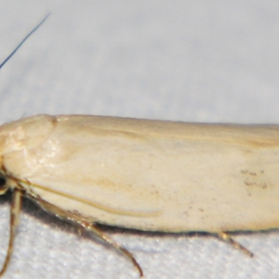 Xylorycta assimilis (A Xyloryctid moth) at Sheldon, QLD - 30 Mar 2007 by PJH123