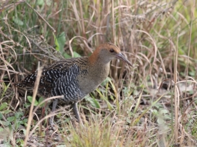 Lewinia pectoralis (Lewin's Rail) at Beecroft Peninsula, NSW - 15 Jul 2023 by Liam.m