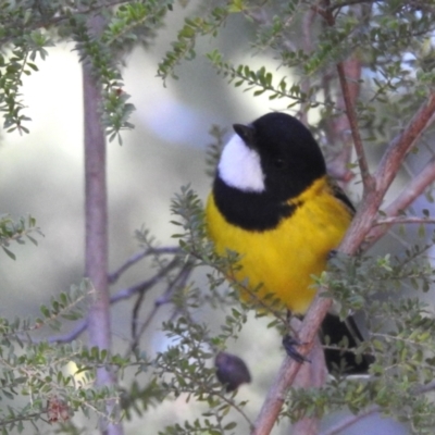 Pachycephala pectoralis (Golden Whistler) at Acton, ACT - 19 Jul 2023 by HelenCross