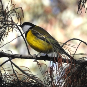 Pachycephala pectoralis at Acton, ACT - 19 Jul 2023