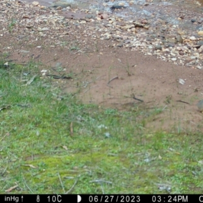 Antechinus flavipes (Yellow-footed Antechinus) at Fentons Creek, VIC - 28 Jun 2023 by KL