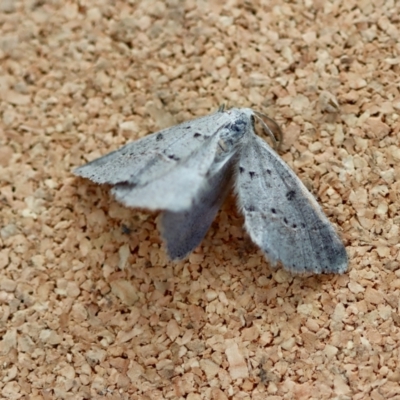 Taxeotis stereospila (Taxeotis stereospila) at Moruya, NSW - 19 Jul 2023 by LisaH