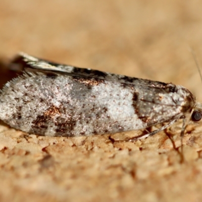 Lepidoscia heliochares (Lepidoscia heliochares) at Moruya, NSW - 19 Jul 2023 by LisaH