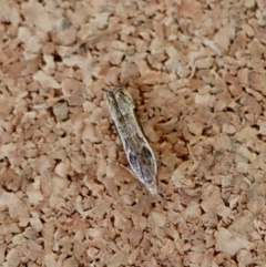 Symbolistis orophota (Gelechiidae (Dichomeridinae) at Moruya, NSW - 19 Jul 2023 by LisaH