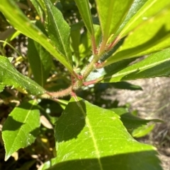 Arbutus unedo at Aranda, ACT - 19 Jul 2023