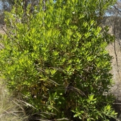 Arbutus unedo at Aranda, ACT - 19 Jul 2023