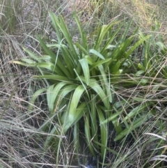 Agapanthus praecox subsp. orientalis (Agapanthus) at Aranda, ACT - 19 Jul 2023 by lbradley