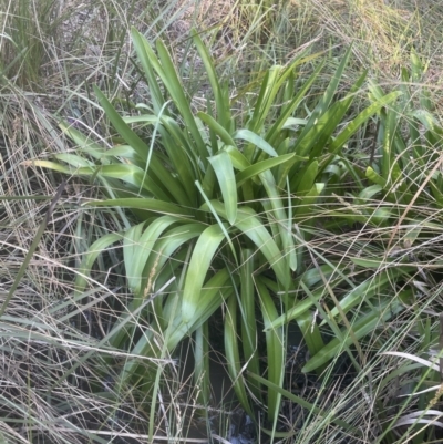 Agapanthus praecox subsp. orientalis (Agapanthus) at Belconnen, ACT - 19 Jul 2023 by lbradley