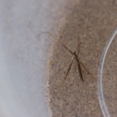 Unidentified Crane fly, midge, mosquito or gnat (several families) at Moruya, NSW - 19 Jul 2023 by LisaH