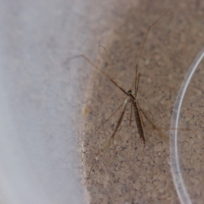 Unverified Crane fly, midge, mosquito or gnat (several families) at  - suppressed by LisaH