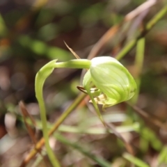 Pterostylis nutans (Nodding Greenhood) at Moruya, NSW - 19 Jul 2023 by LisaH