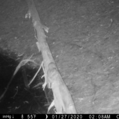 Podargus strigoides at Moruya, NSW - suppressed