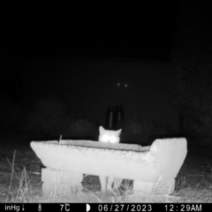 Felis catus at Moruya, NSW - suppressed