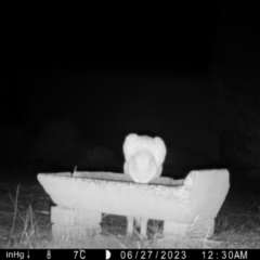 Felis catus at Moruya, NSW - suppressed