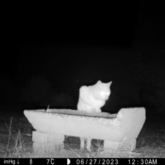 Felis catus at Moruya, NSW - suppressed