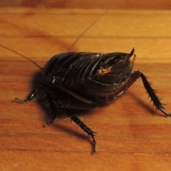 Platyzosteria melanaria at Conder, ACT - 7 Jan 2023