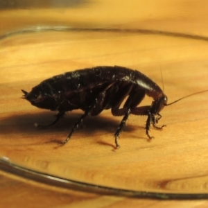 Platyzosteria melanaria at Conder, ACT - 7 Jan 2023