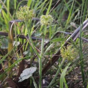 Hydrocotyle laxiflora at Bowning, NSW - 11 Dec 2022