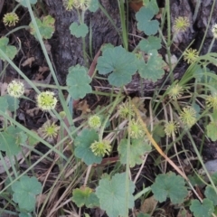 Hydrocotyle laxiflora at Bowning, NSW - 11 Dec 2022 05:27 PM