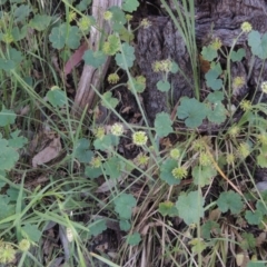 Hydrocotyle laxiflora at Bowning, NSW - 11 Dec 2022 05:27 PM