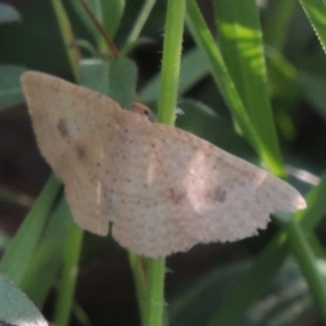 Epicyme rubropunctaria at Bowning, NSW - 11 Dec 2022