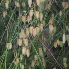 Briza maxima (Quaking Grass, Blowfly Grass) at Bowning, NSW - 11 Dec 2022 by MichaelBedingfield